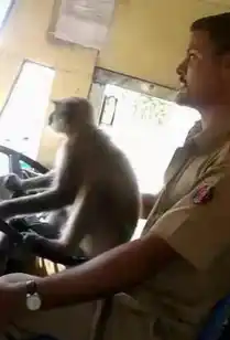 猴子开车 公交车司机竟让一只猴子开车 满车乘客看傻眼