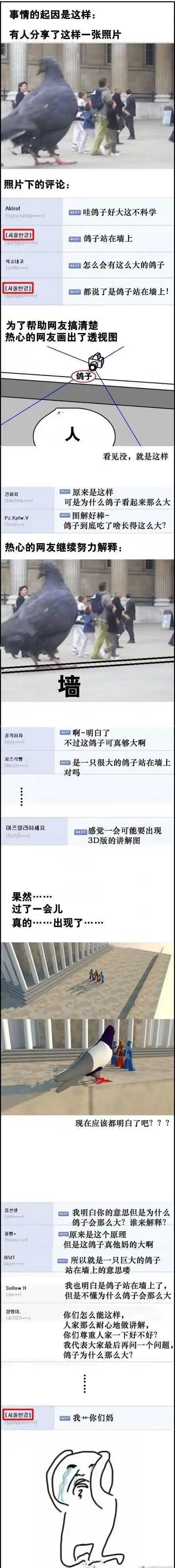 鸽子为什么这么大