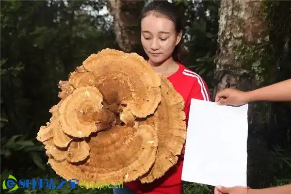 云南现巨型蘑菇 云南现巨型蘑菇重达8公斤周长近1.8米