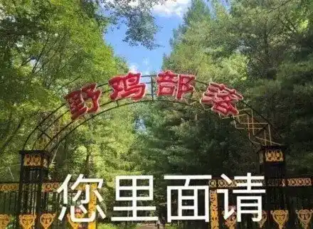 骚鸡