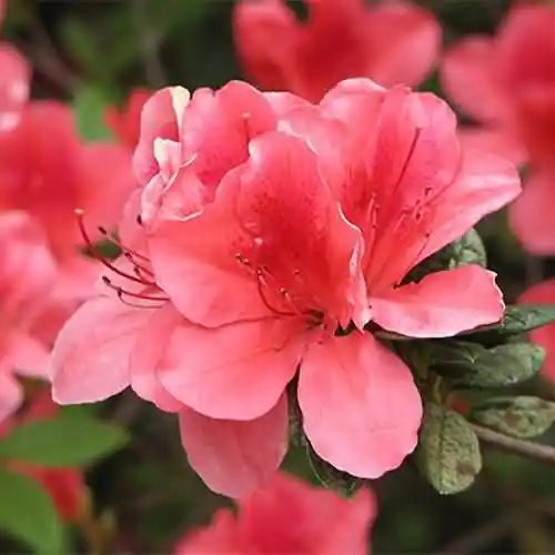 花中西施是指什么花？