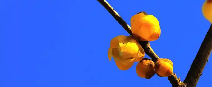 腊梅的花语和象征是什么？