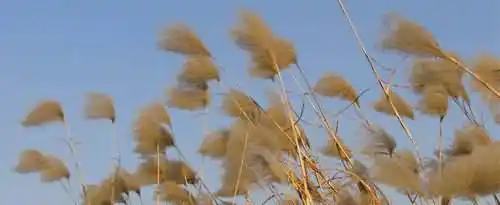 微风什么的成语有哪些？
