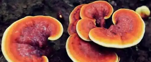 灵芝的正确吃法与用量是怎样的？