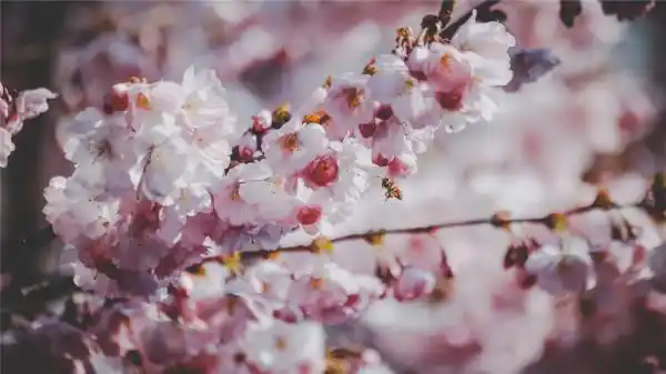 林徽因有哪些经典语录  你是人间的四月天