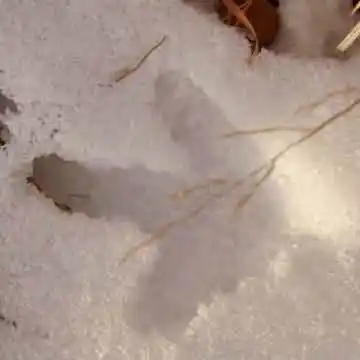 雪泥鸿爪出自哪位诗人的哪首诗？