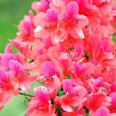 花中西施指的是什么花？