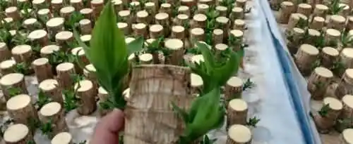 巴西木的养殖方法和注意事项是什么？
