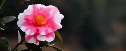茶花的养殖方法和注意事项是什么？