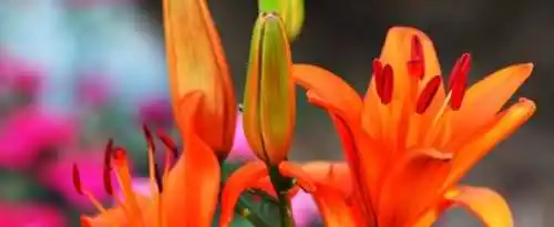 关于花的诗句有哪些？