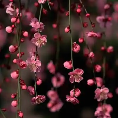 百般红紫斗芳菲的上一句是什么？