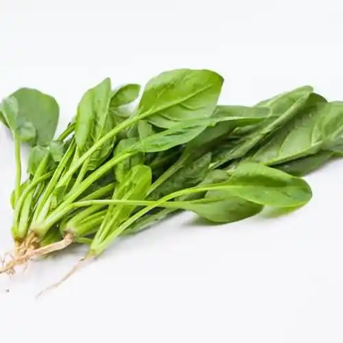 宋朝人吃火锅可以吃到菠菜吗？