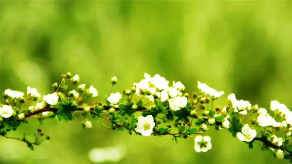 七堇年经典语录  朝花不经露寒,只待夕拾
