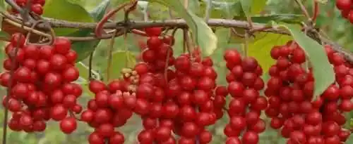 五味子的主要功效与作用是什么？