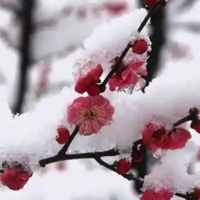 瑞雪兆丰年,下雪对农作事物好处有哪些？