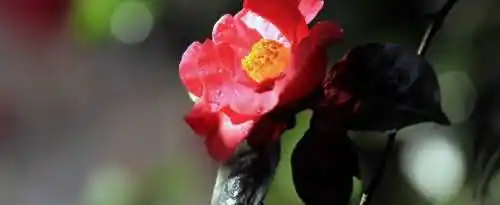 带花的诗句是哪些？