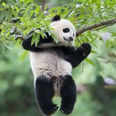 大熊猫的怀孕时间大概有多久？