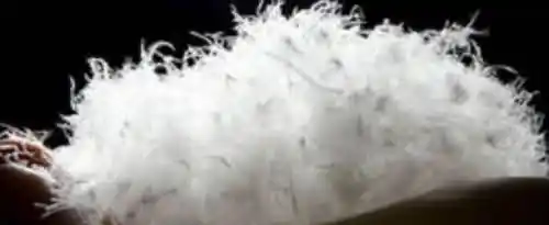 白鸭绒和灰鸭绒哪种好？