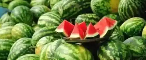 教你如何选西瓜？脐圈、外形、颜色、纹路、听声音、看瓜柄、比重量、比弹性