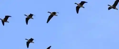 大雁为什么往南飞？