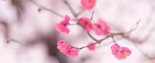 形容花漂亮唯美的诗句有哪些？