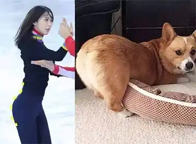 柯基臀