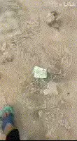 新型骗菊是什么梗