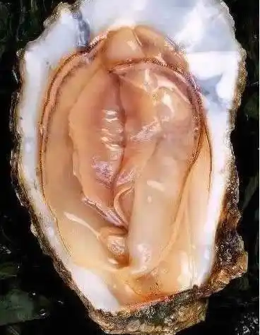 女生的扇贝