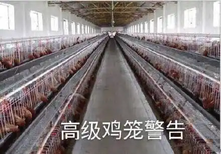 鸡笼警告