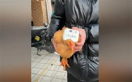 Chicken 3是什么意思