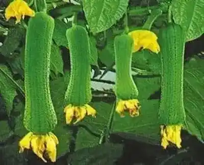 瓜和花