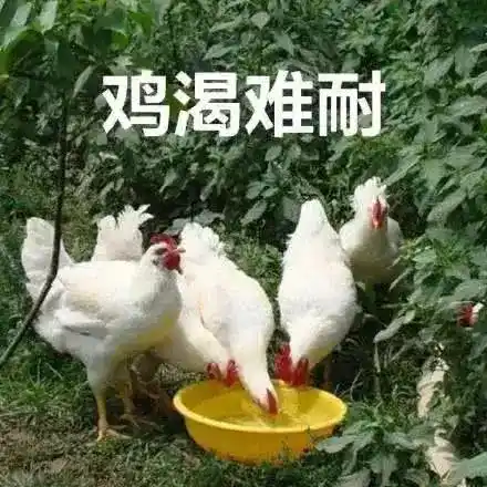 鸡笼