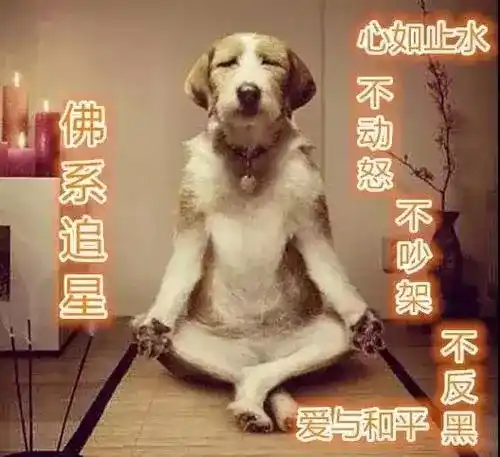佛系追星