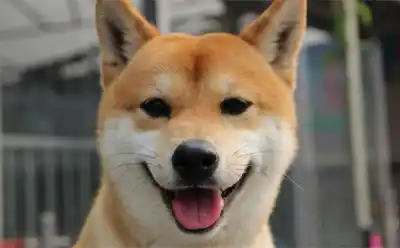 小h