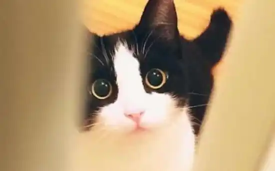 k8